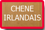 Plaxe chene irlandais